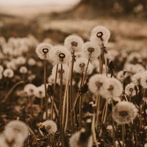 Meet your Posher, Jana